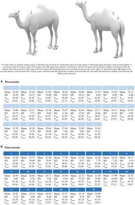Thermographic ranges of dromedary camels during physical exercise: applications for physical health/welfare monitoring and phenotypic selection